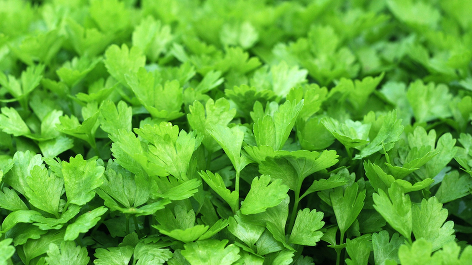 Top 5 Health Benefits Of Cilantro