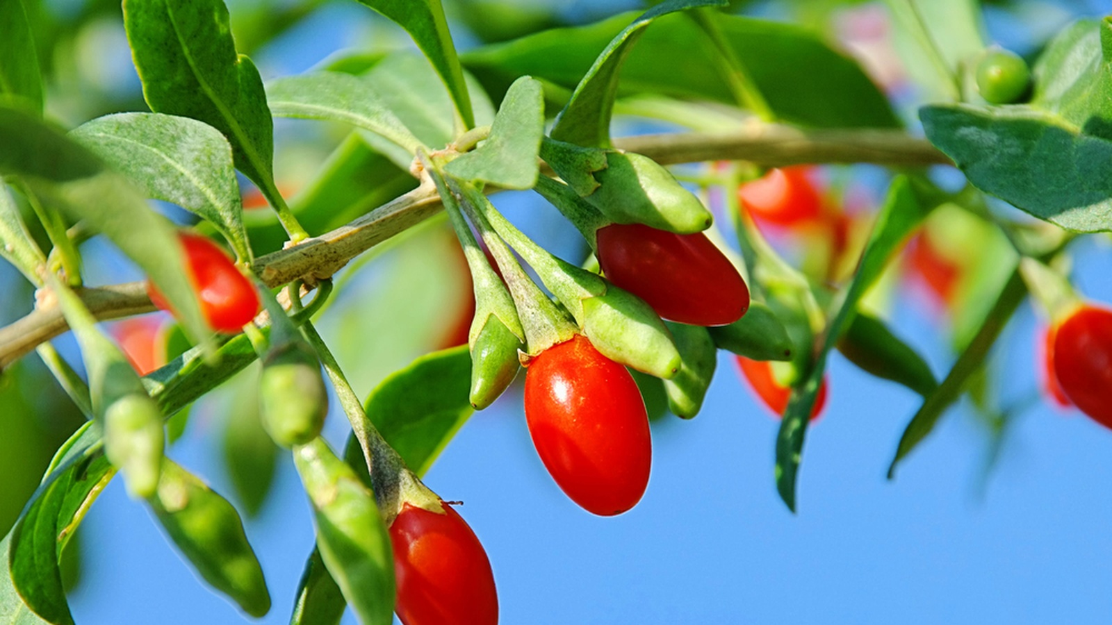 7 Impressive Reasons To Eat Goji Berries