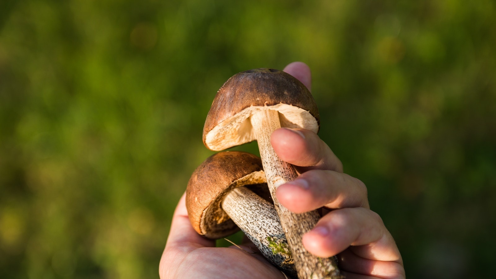 Sunbaking Mushrooms for Vitamin D