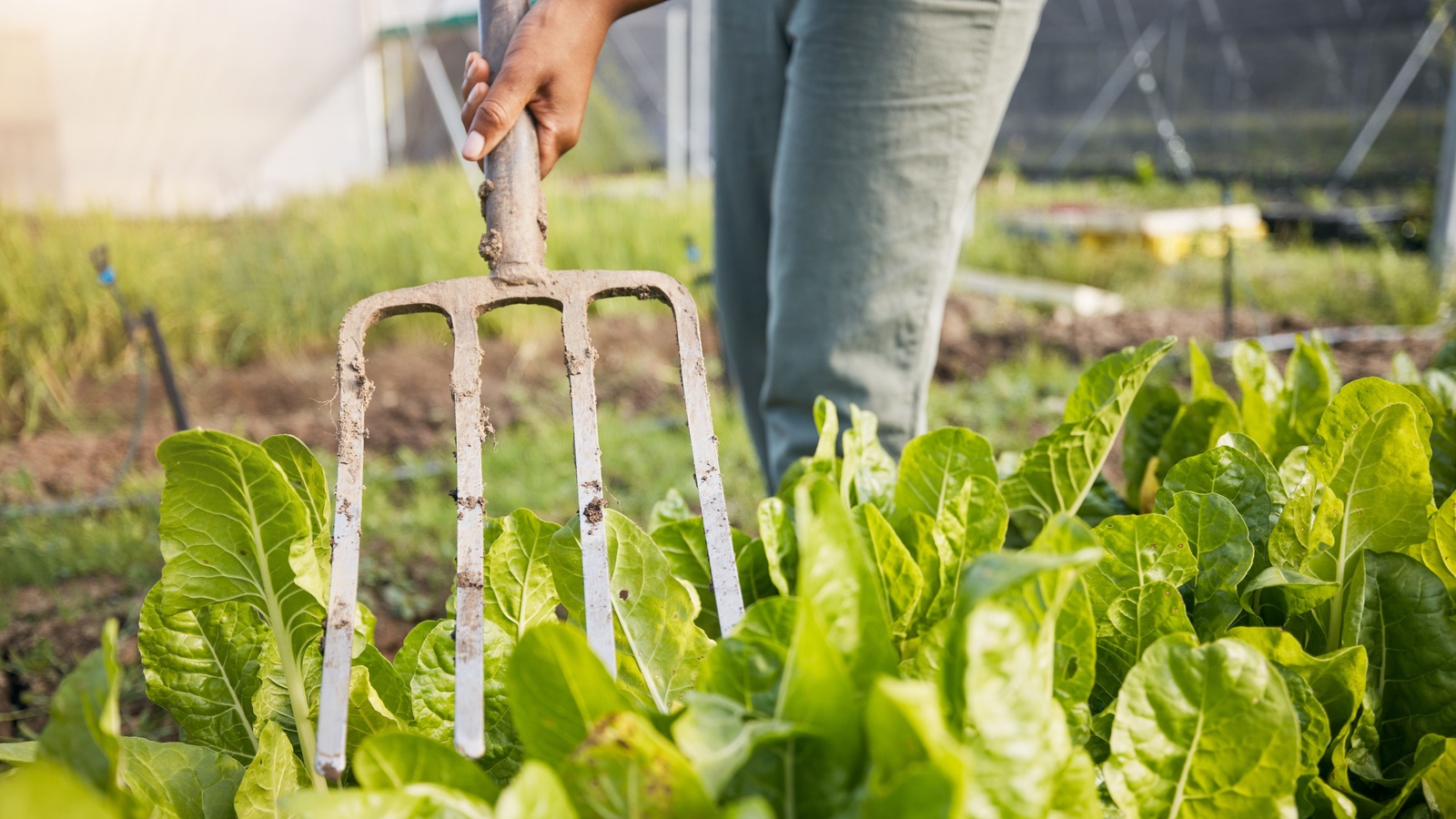 From Farm to Fork: The Environmental Impact of Different Dietary Choices