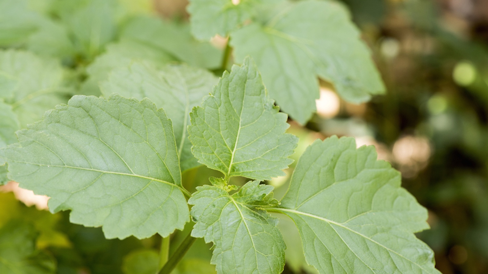 5 Amazing Reasons to Use Patchouli Everyday