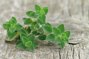 Oil of oregano