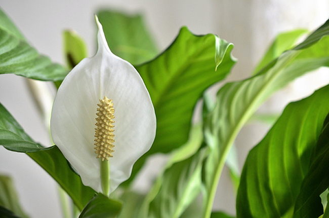 Peace Lily