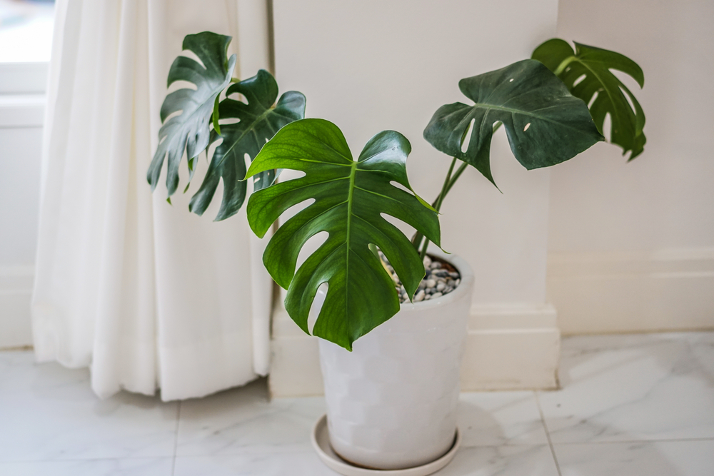 Philodendron